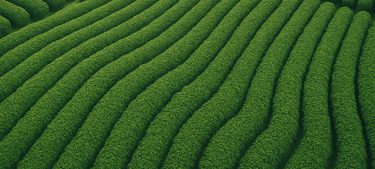 Rows of Camellia sinensis plants growing on a tea estate