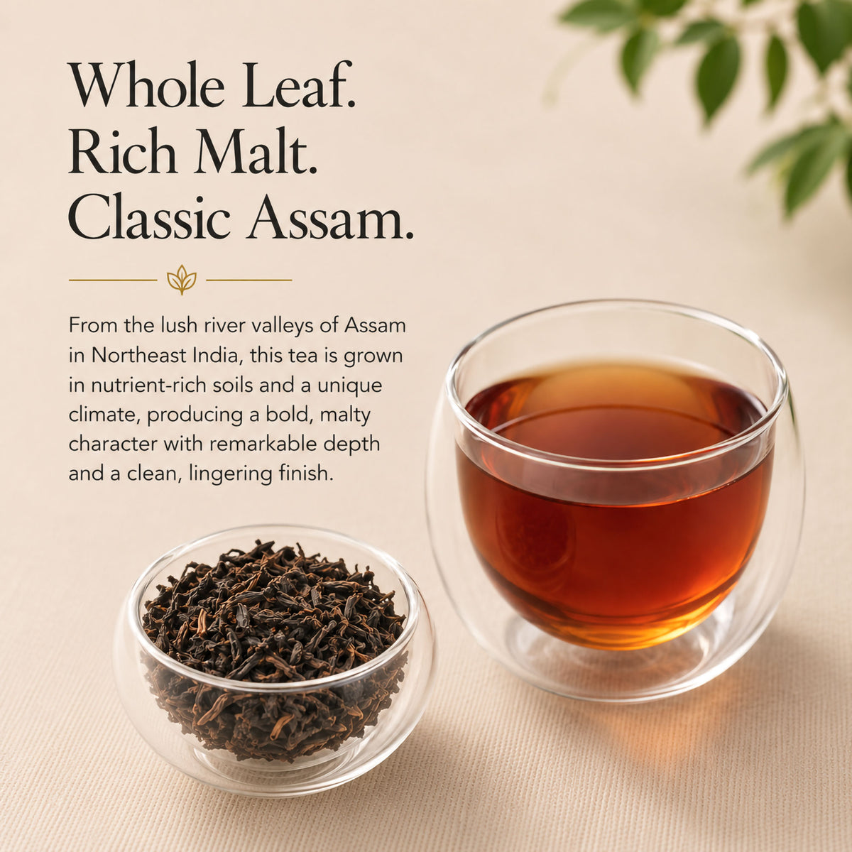 Organic Assam Black Tea (OP1 Grade)