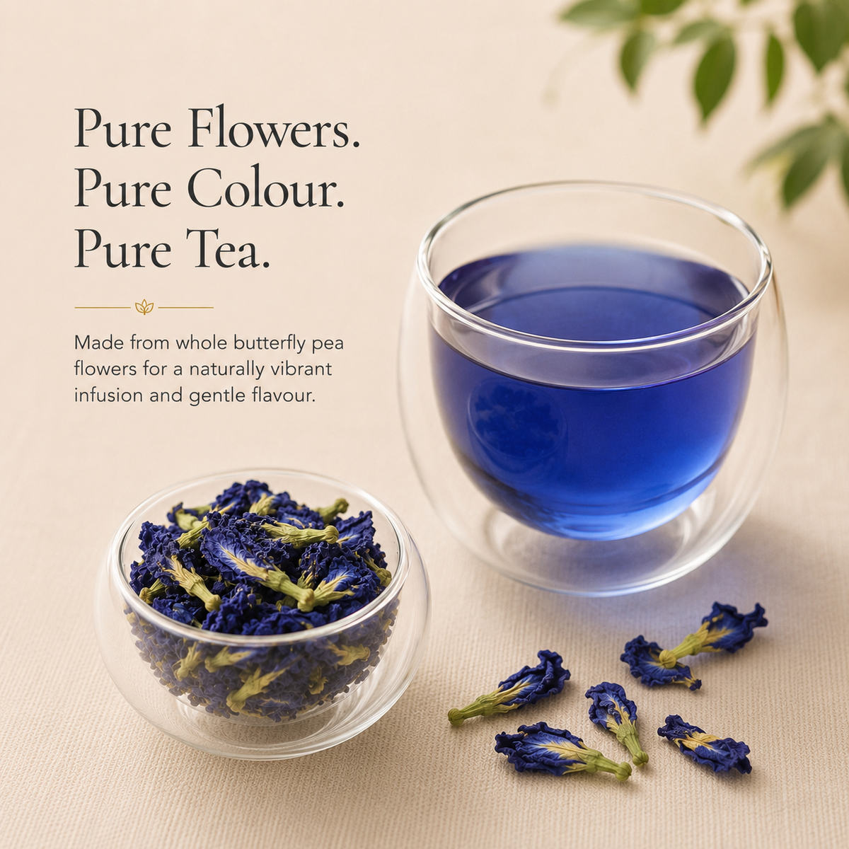 Vivid blue butterfly pea flower tea with whole dried flowers