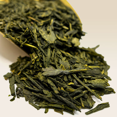 Close-up of Sencha green tea leaves on a white background