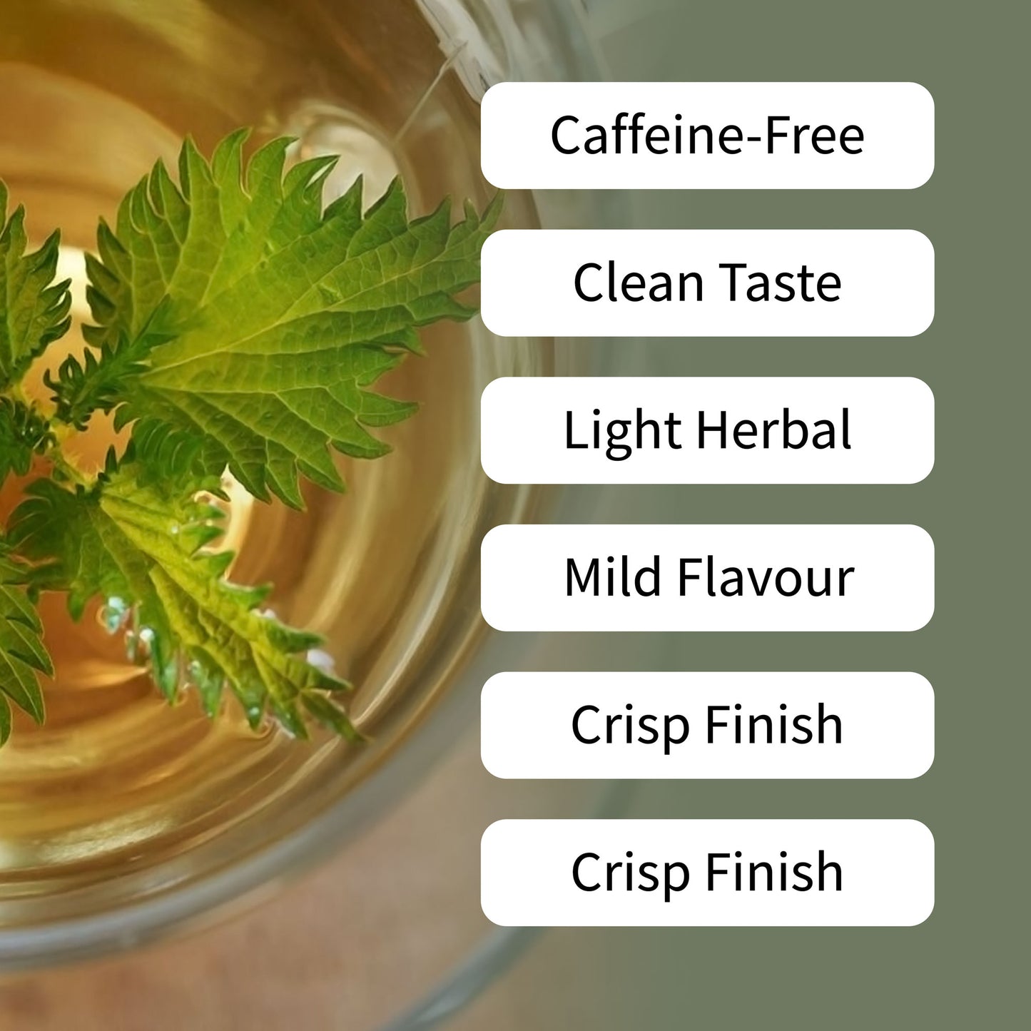 Nettle Leaf Tea