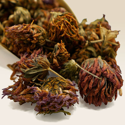 Close-up of dried Red Clover flowers on a beige background