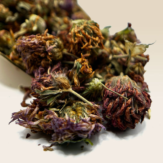 Red Clover Flower Tea