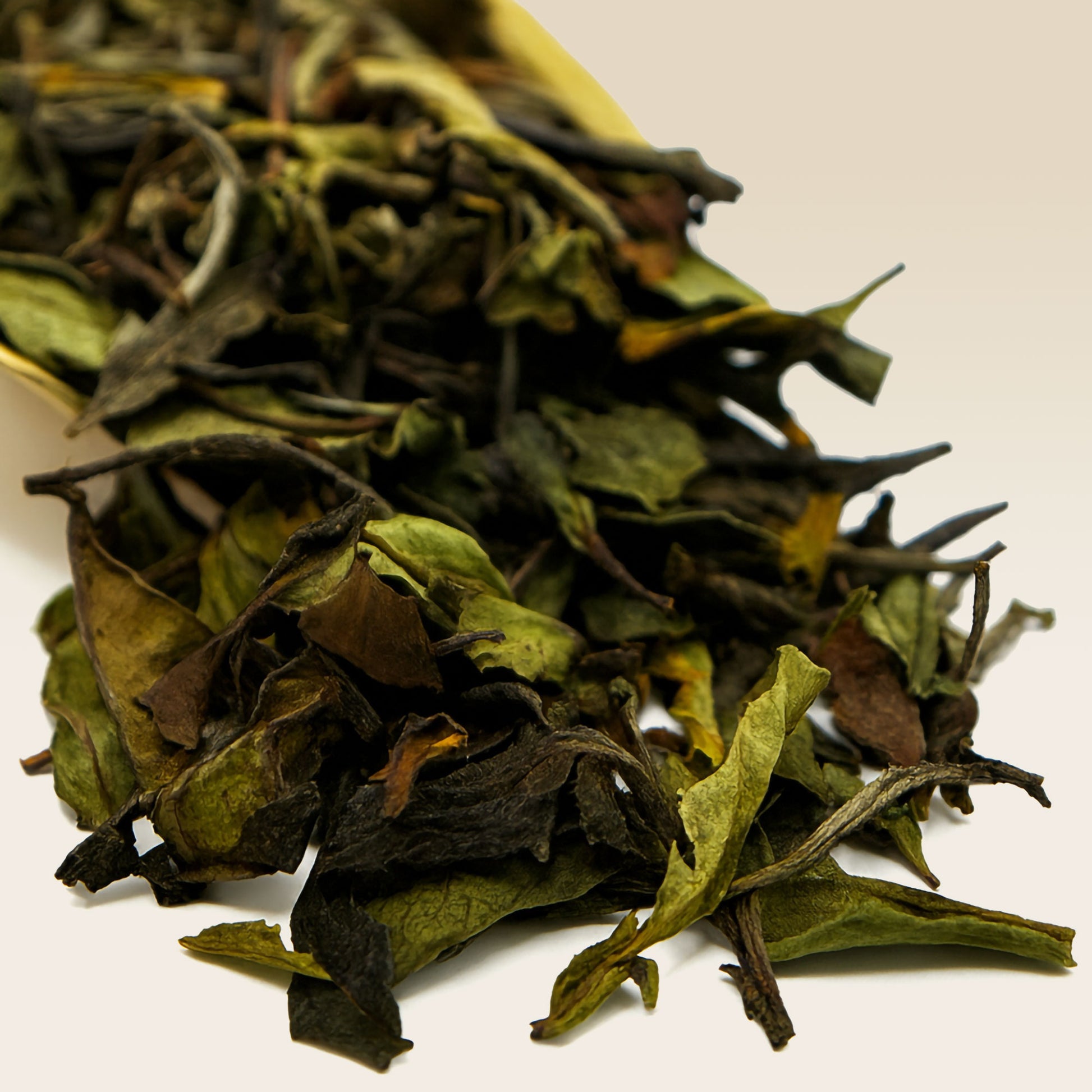 Close-up of dried White Tea Peony tea leaves on a white background